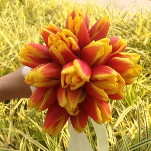 20 stalk tulips 298